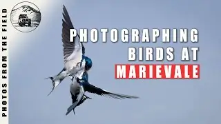 BIRD PHOTOGRAPHY VLOG - MARIEVALE MARSHES SOUTH AFRICA
