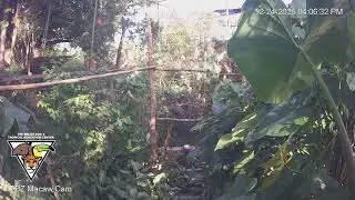 The Belize Zoo Live Cam