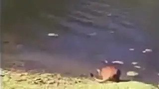 Videos de gatos que se asustan - recopilaci&oacute;n