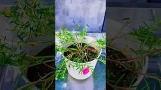 Propagation Secrets 🌿 | Grow Plants Like a Pro. #GardenTips #GrowPlants #PropagationHack #PlantTok