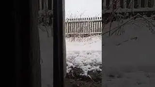 owczarki podhalańskie