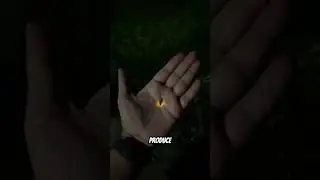 How Do Fireflies Emit Light