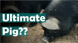 Kunekune pigs for meat on the homestead