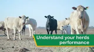 Benchmarking your herd in myMSA