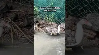 Bronze lace available 9994022225 #manila #duck #muscovyduck #shortsfeed #duckbreeds #shortsviral