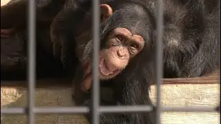 笑顔のげんき　日本平動物園　チンパンジー