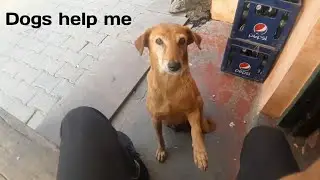 Dogs help me 