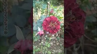 button rose #flower #plants #garden #nature #shorts #ytshorts #youtubeshorts #pushpakantibhagat