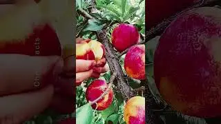Top 3 Exotic Indian Fruits You've Never HeardOf! #shorts #plants #farming