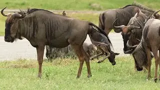 Heavy rains bring NEW LIFE 🤠