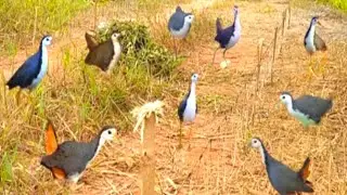 TRADITIONAL BIRD TRAP USING STRING AND BIRD SOUNDS EFFECTIVE TRAP