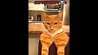 Cat Troll Faces Compilation! | Funniest Feline Expressions Ever #CatTrollFace #FunnyCats #TrollCat