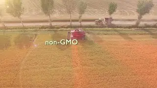 BENEO Specialty Rice Ingredients