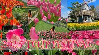 There's SOOO many different kinds of TULIPS! Tulip Time PELLA IOWA 2025!!