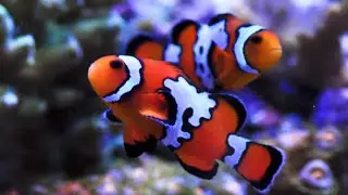 Livestock Lowdown: Ocellaris Clownfish 