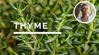Thyme - The Oil of Purging