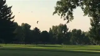 Common Nighthawks swarm the golf course