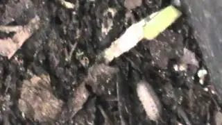 Bugs in the Worm Composting Bin
