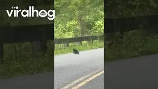 This Baby Bear Was So Small You Would Think It Was Just Born || ViralHog