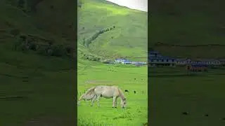 #villagelife #mountains #himalayanvillage #animals #villagelife #mountains #himalayanvillage