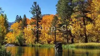 Fall foliage in Bishop, CA in Oct 2020