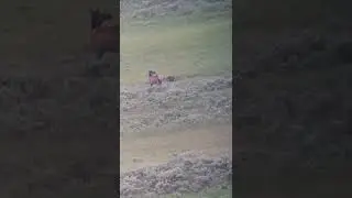 Huge male grizzly bear killed elk calf