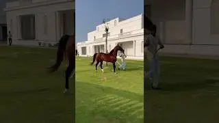 BHARAT AZAAD                     S.S stud farm Punjab  SUBSCRIBE FOR MORE VIDEOS