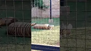 Shadow🐯 #tiger #majestic #siberian #siberiantiger #tigers #caughtoncamera #wildlife #upclose