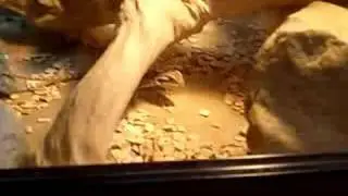 baby jabba eating a cricket