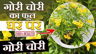 गोरी चोरी (Yellow Bell Flower) के फूल की पूरी जानकारी, केसे उगा सकते हैं और उसकी देखभाल कैसे करे
