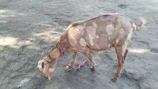 Beautiful My Goats 