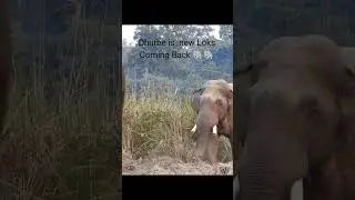 Wild elephant dhurbe is back..🐘😱😱 #wildelephant #chitwannationalpark #chitwannepal