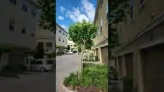 Crepe Myrtle Everyday for 3 months