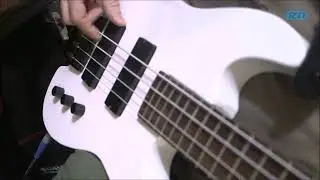 Golden Bass