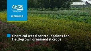Chemical weed control options for field-grown ornamental crops