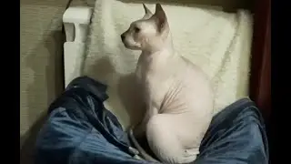 patriotcat