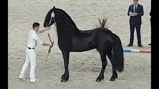Tsjalle 454 @stallion inspection 2019. Friesian horse.