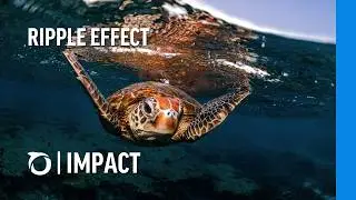 Ripple Effect