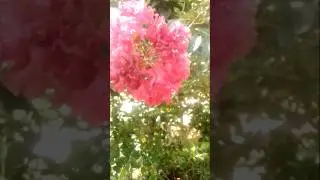 #nature #shortvideo #youtubeshorts