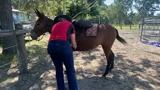 Triangle Donkey & Mule Auction &ldquo;Molly&rdquo;