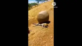 African wildlife:Most Amazing Animal Encounters in 🐅😃 fun #funny animal