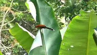 Photography Nature Walk with Lumix FZ300 at Sungai Congkak