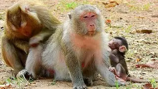 Quinton baby monkey is feeling disappointed when mom try not breastfeeding, Baby so angry mom