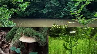 В лес за грибами🌲