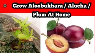 How To Grow Plum Tree From Seeds الو بخارا الو چا گھر میں کیسے اگائیں | Aloobukhara / Alucha Plant