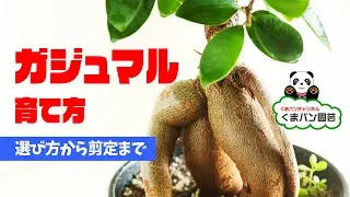 ガジュマルの育て方   選び方から剪定まで