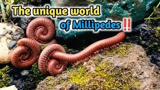 Animal Swarm , A Rare Look at a Millipede Colony #millipede #millipedeSwarm #MillipedeColony