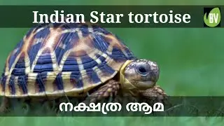 #Billu Voice #Indian Star Tortoise seized from passenger at Nedumbassery airport #Nakshathra aama