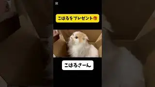 こはるをプレゼント #cat #catlover #こはる #こはるちゃん　#すこてぃっしゅふぉーるど