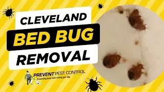 Professional Bed Bug Removal Services for Cleveland